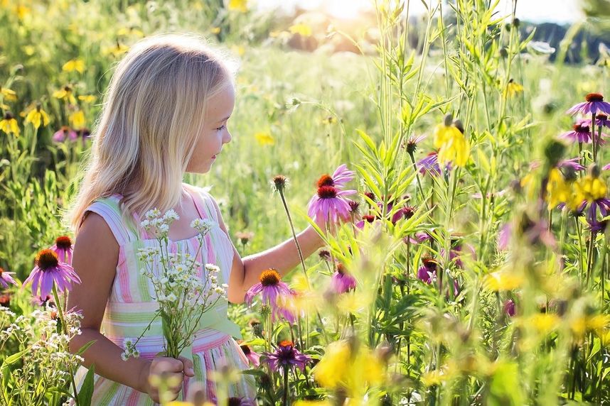金色頭髮的小女孩在花園中看著粉色的波斯菊